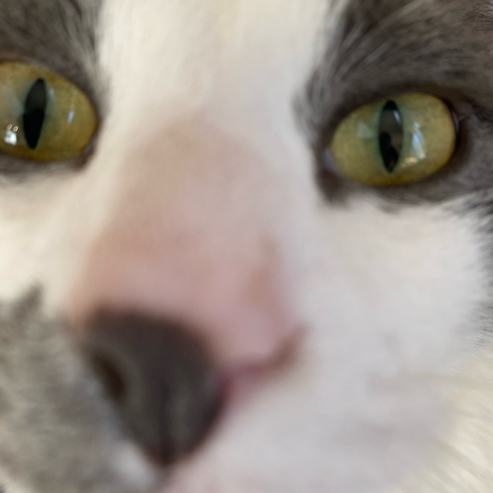 Learn about me, Ruby! Or just know that I’m goofy